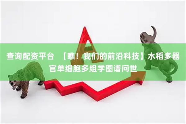 查询配资平台  【瞧！我们的前沿科技】水稻多器官单细胞多组学图谱问世